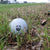 Beard Man Golf Ball Stamp