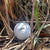 Bonefish Golf Ball Stamp